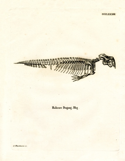 Dugong Skeleton a German School, (19th century)