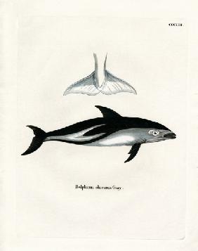 Dusky Dolphin