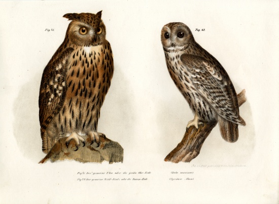 Eagle Owl a German School, (19th century)