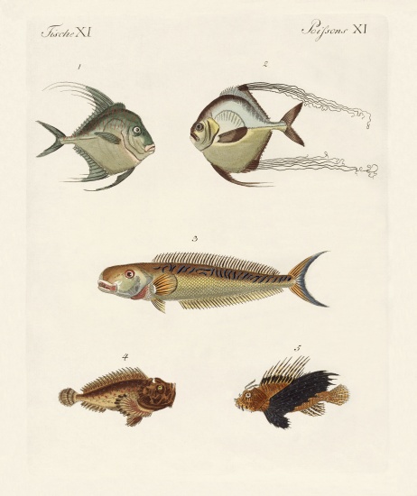 East Indian fish a German School, (19th century)