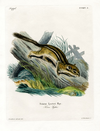 Eastern Chipmunk a German School, (19th century)