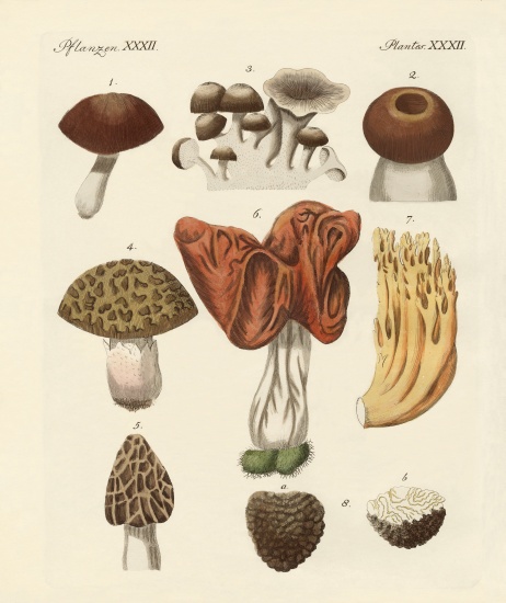 Eatable mushrooms a German School, (19th century)