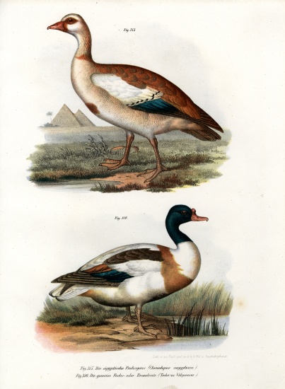 Egyptian Goose a German School, (19th century)