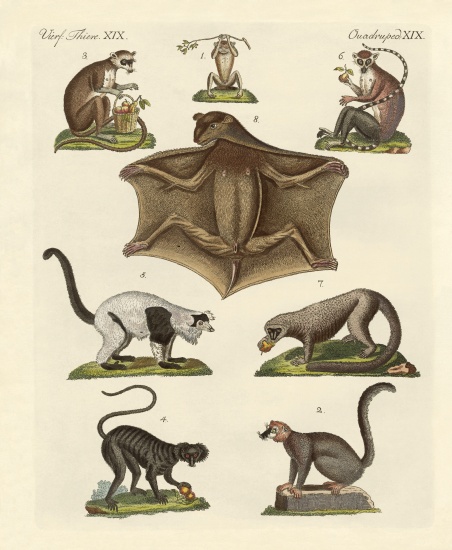 Eight kinds of lemurs a German School, (19th century)