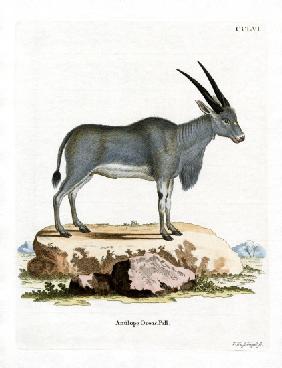 Eland Antelope