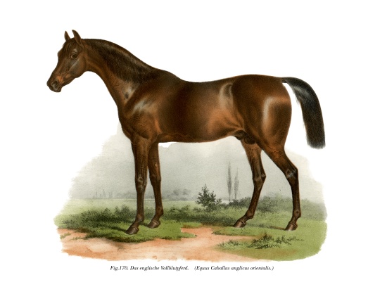 English Thoroughbred Horse a German School, (19th century)