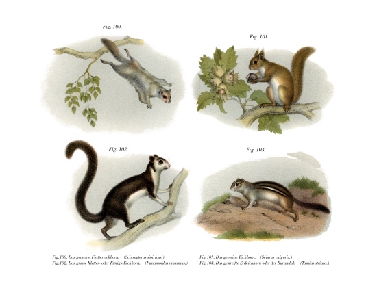 Eurasian Flying Squirrel a German School, (19th century)