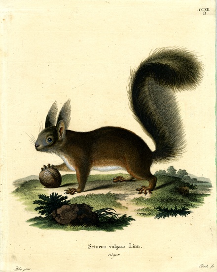 Eurasian Red Squirrel a German School, (19th century)