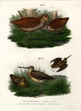 Eurasian Woodcock