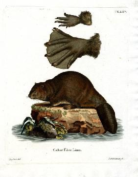 European Beaver