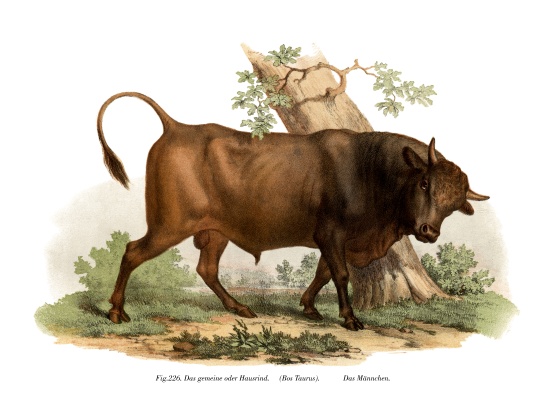 European cattle a German School, (19th century)