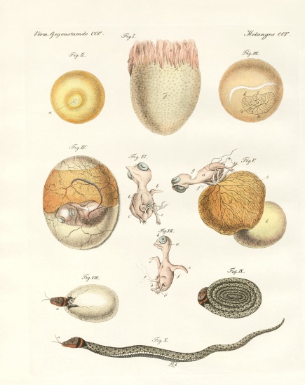 Evolution of hens, pigeons and snake from eggs a German School, (19th century)