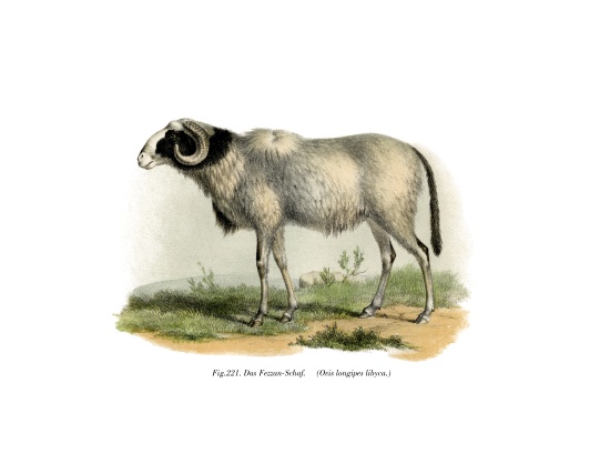 Fezzan-Sheep a German School, (19th century)