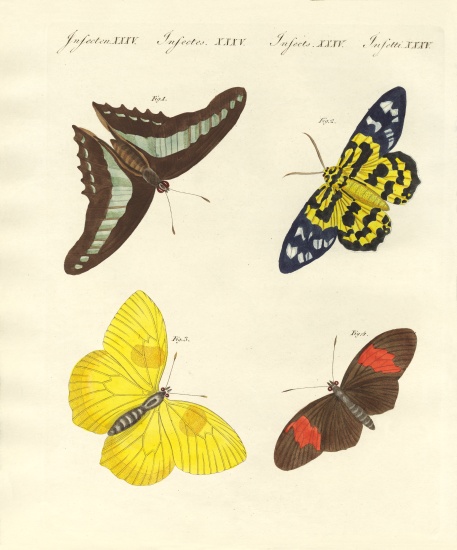 Foreign butterflies a German School, (19th century)