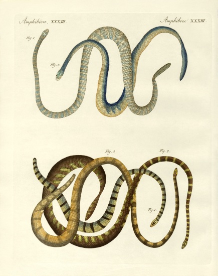 Foreign kinds of blindworms a German School, (19th century)