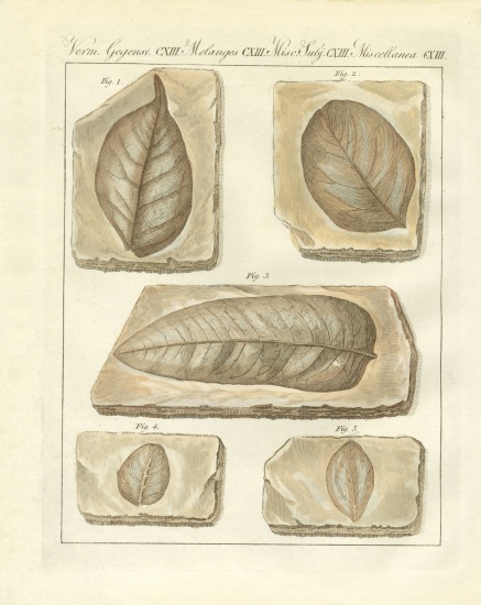 Fossilized leaves from primitive times a German School, (19th century)