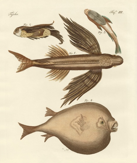 Four wonderful fish a German School, (19th century)