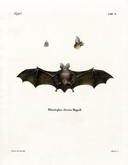 Geoffroy's Horseshoe Bat a German School, (19th century)