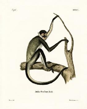 Geoffroy's Spider Monkey