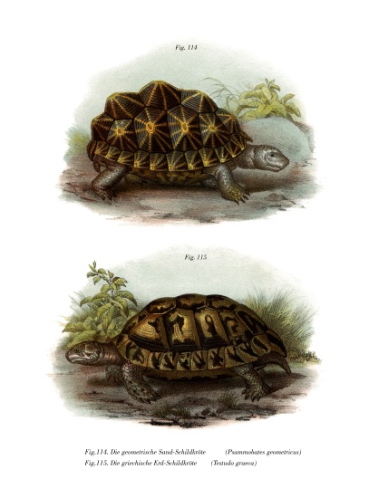 Geometric Tortoise a German School, (19th century)