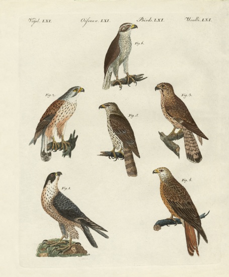 German birds of prey a German School, (19th century)