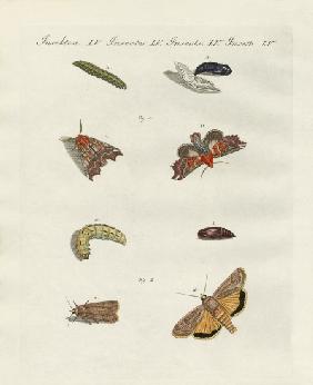 German moths