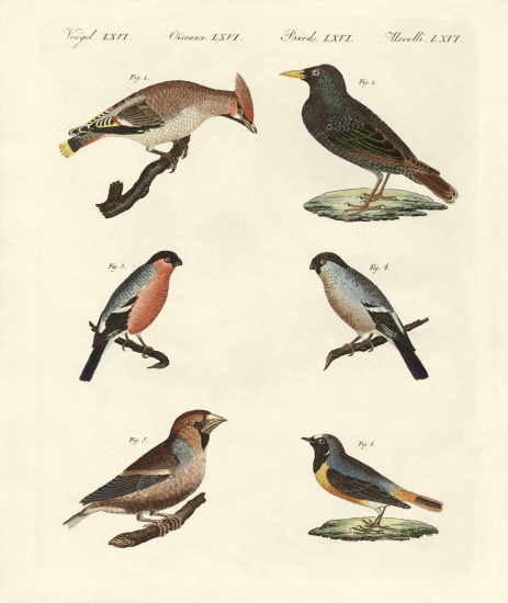 German singing birds a German School, (19th century)