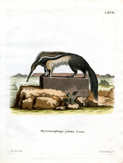 Giant Anteater a German School, (19th century)