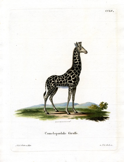 Giraffe a German School, (19th century)