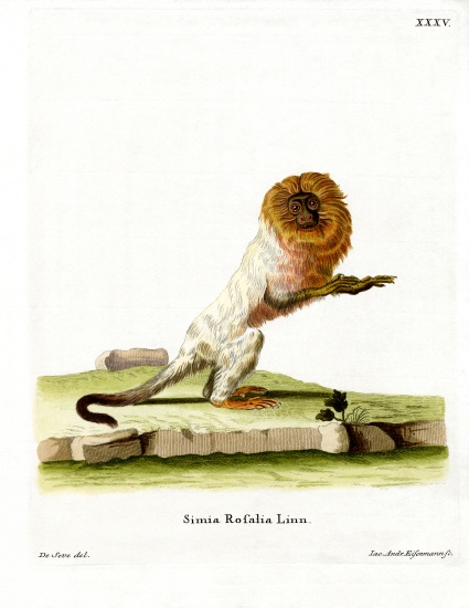 Golden Lion Tamarin a German School, (19th century)
