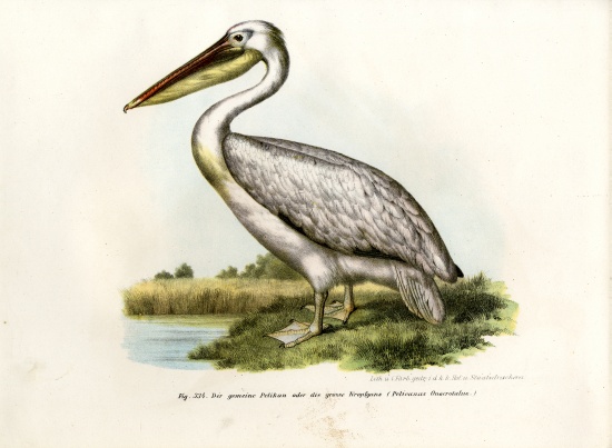 Great White Pelican a German School, (19th century)