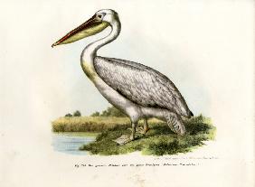 Great White Pelican