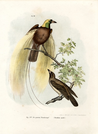 Greater Bird of Paradise a German School, (19th century)