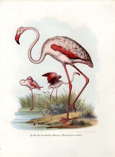 Greater Flamingo a German School, (19th century)