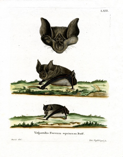 Greater Horseshoe Bat a German School, (19th century)