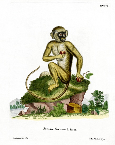 Green Monkey a German School, (19th century)
