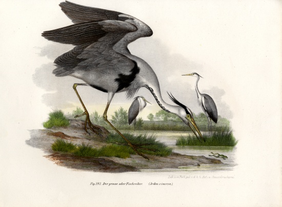 Grey Heron a German School, (19th century)