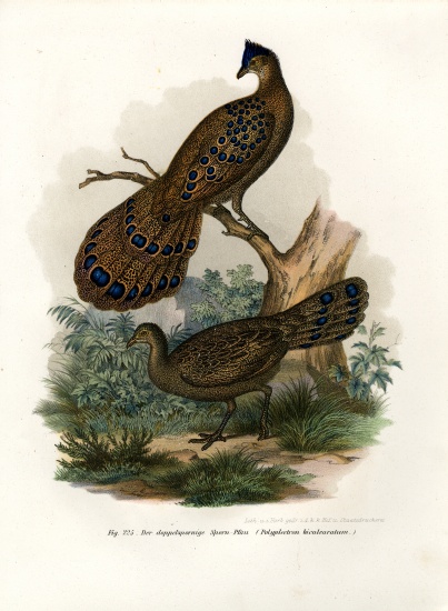 Grey Peacock-Pheasant a German School, (19th century)