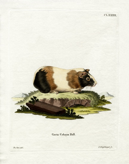 Guinea Pig a German School, (19th century)