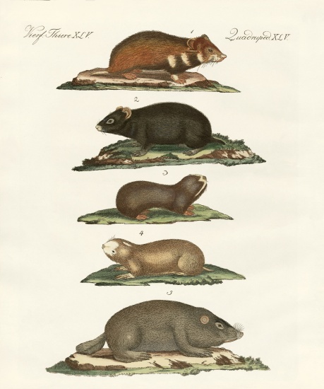 Hamsters and field voles a German School, (19th century)