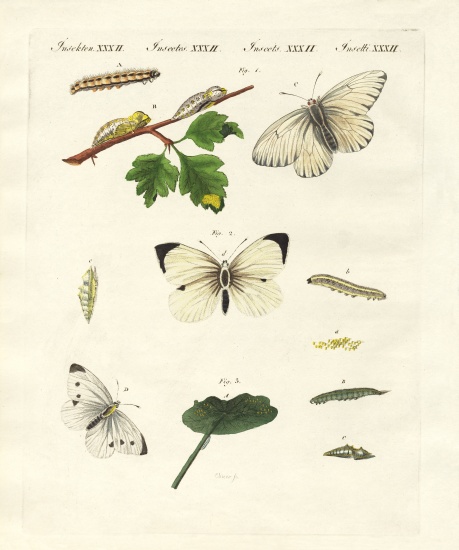 Harmful butterflies a German School, (19th century)