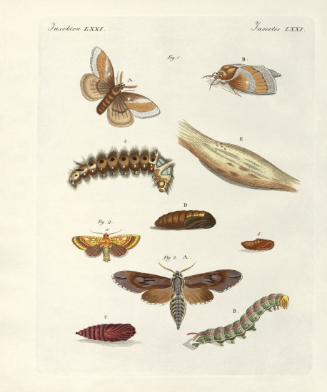 Harmful butterflies a German School, (19th century)