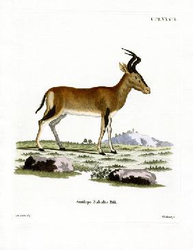 Hartebeest