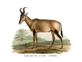 Hartebeest