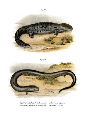 Hellbender