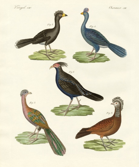 Hen-like birds of hot countries a German School, (19th century)