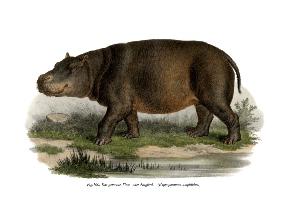 Hippopotamus