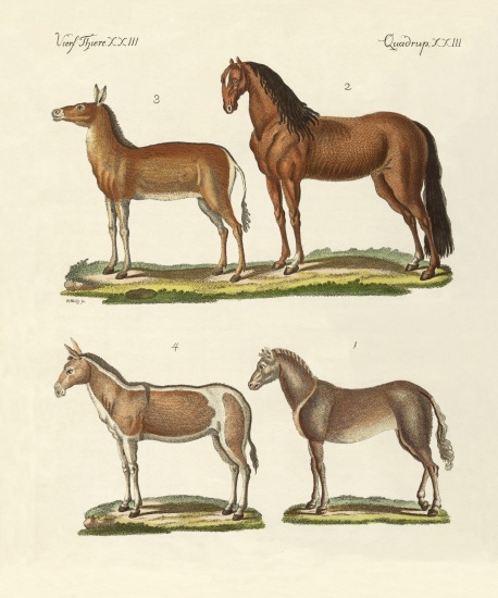 Horses and donkeys a German School, (19th century)