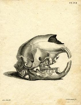 Hyrax Skull