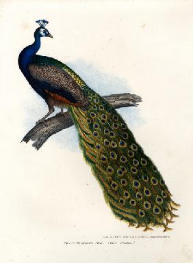 Indian Blue Peafowl